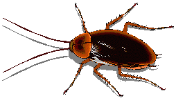 Pest Control. Pest Control. Pest. Pests.Pest Control Costa Blanca. Bugs and Pest Control Costa Blanca. Pest Kill Costa Blanca