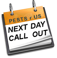Pest Control. Pest Control Company Costa Blanca