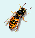 Pest Control. Pest Control Costa Blanca. Pest. Pests. Pest Control Costa Blanca. Bugs and Pest Control Costa Blanca. Pest Kill Costa Blanca